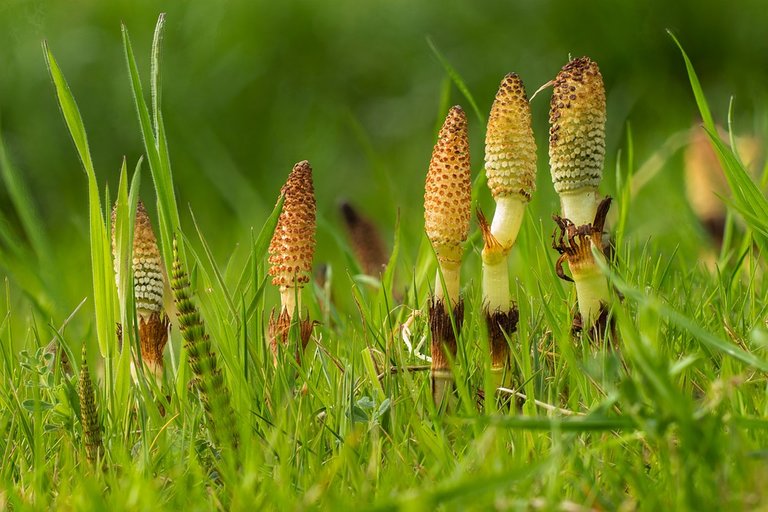 horsetail-3317962_960_720.jpg