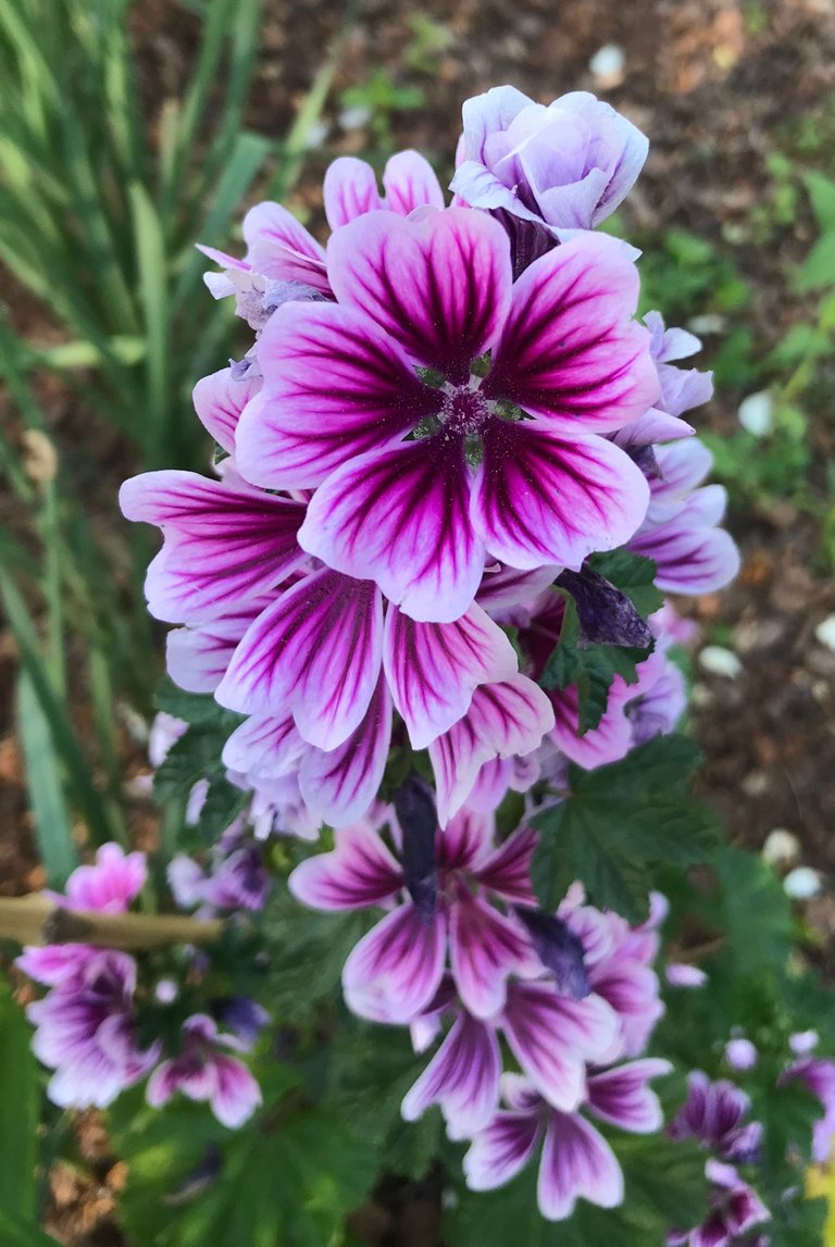 april flowers - hollyhock .JPG