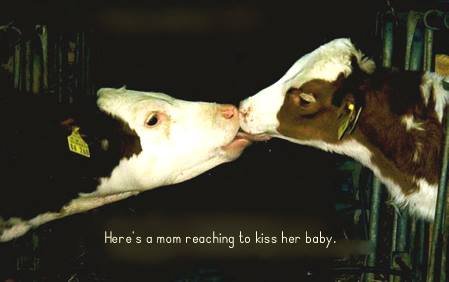 vaca besando su bebe.jpg