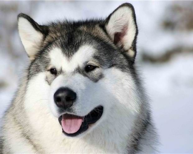 malamut_husky_04.jpg