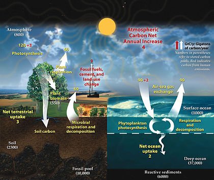 Carbon_cycle.jpg