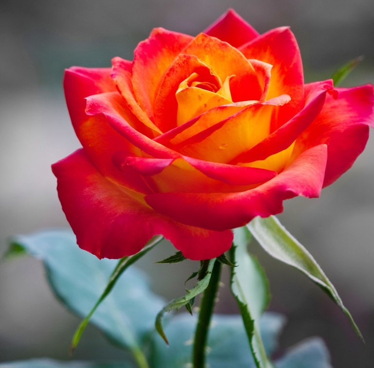 orange_rose-HD.jpg