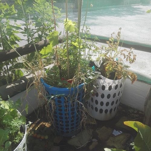 our first blue laundry basket sides planted with garlic cloves.jpg