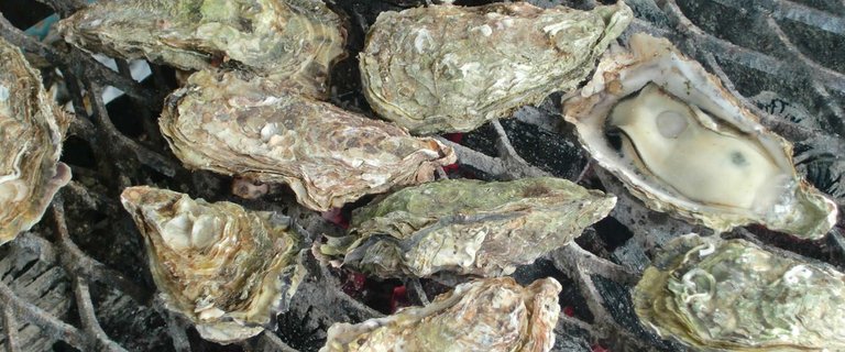 Miyajima Oyster Festival_01.jpg