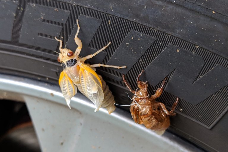 20180522_cicada_3.jpg