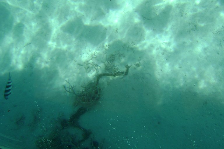 View from Glass Bottom Boat.JPG