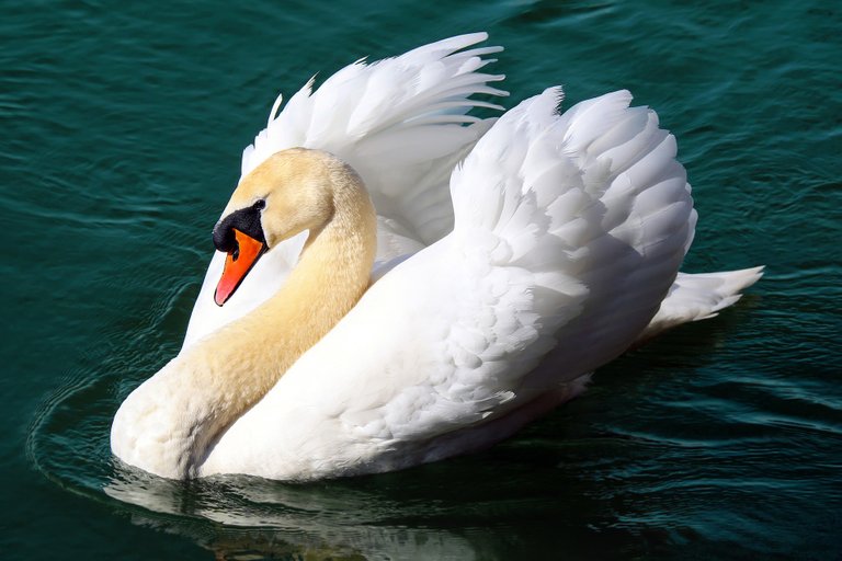 swan-2270980_1920.jpg