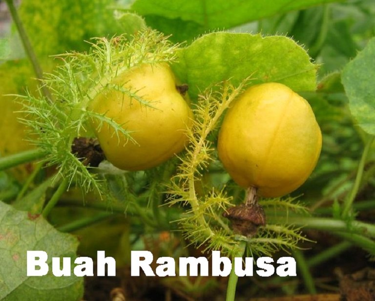 buah-rambusa.jpg