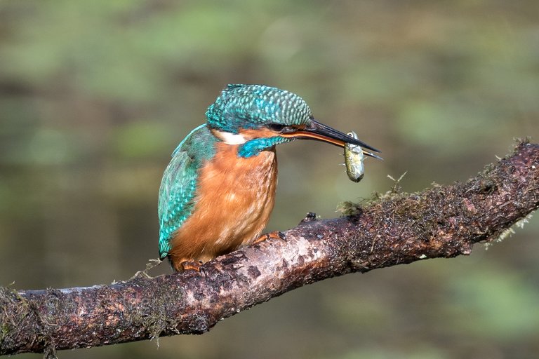 Kingfisher 6.JPG