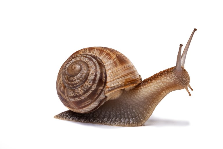 snail.jpg