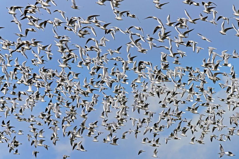 black-headed-gulls-1731511_1920.jpg