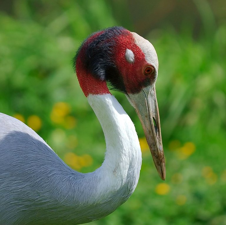 800px-Grus_antigone_Luc_viatour.jpg