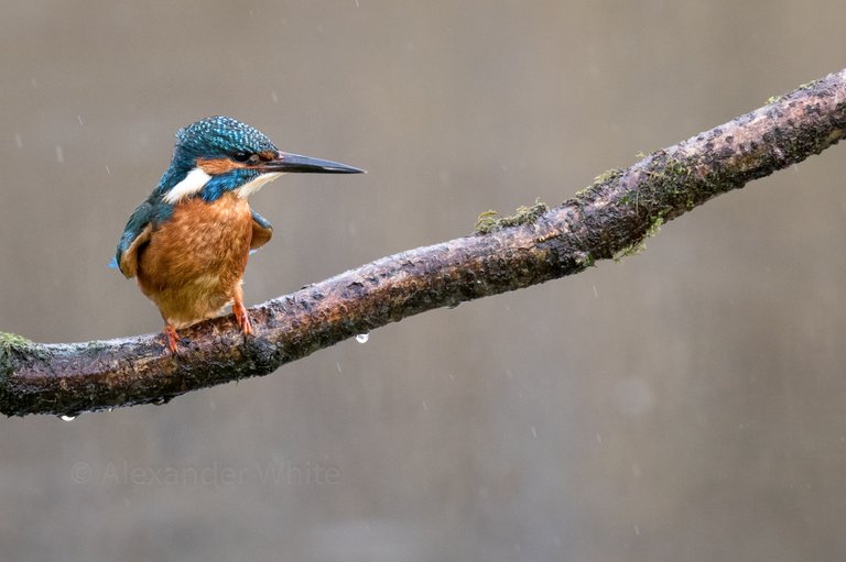 Kingfisher 10.JPG