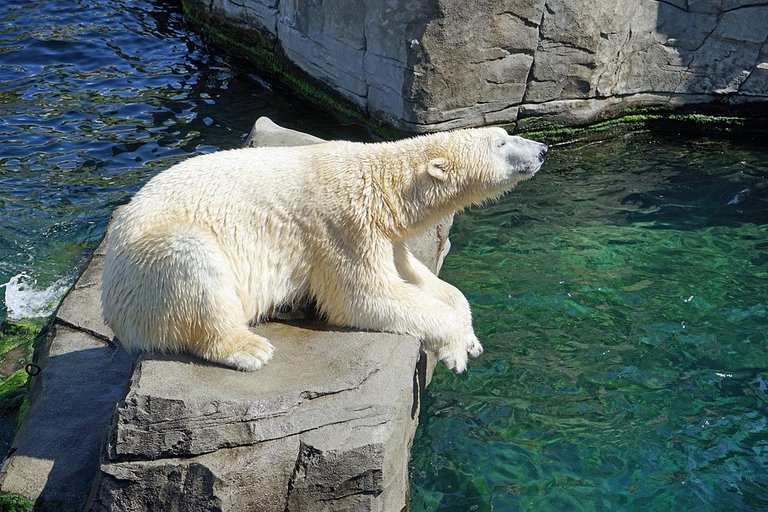 polar-bear-1096468_960_720.jpg