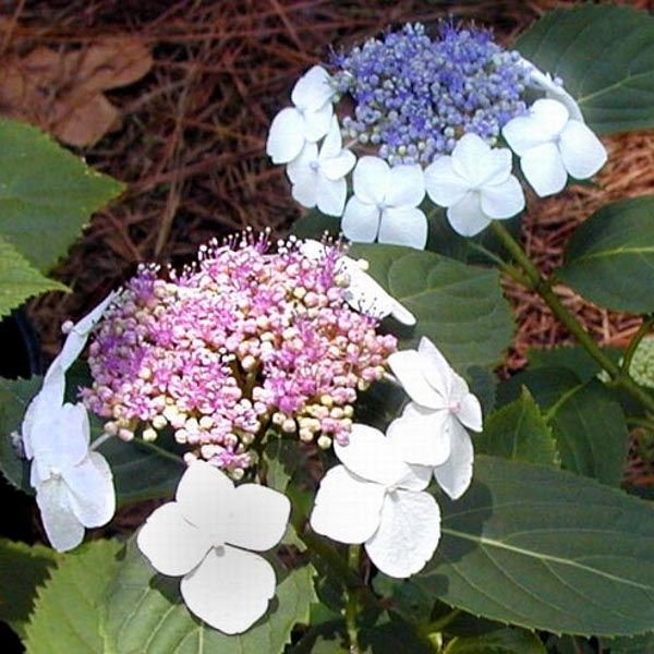 tokyo-delight-hydrangea-flowers-.jpg