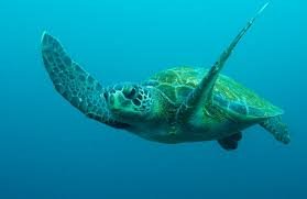 Green turtle.jpg