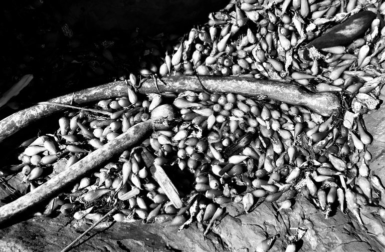 Point Lobos Seaweed B&W.jpg