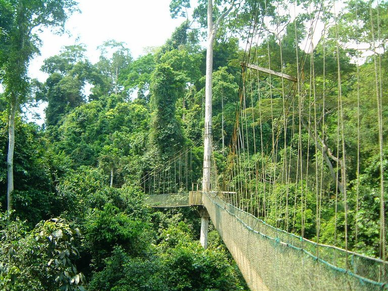 Canopy Walk, Ghana.jpg