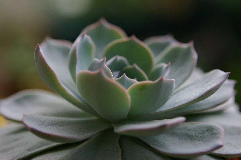 succulent-plants-757434_1920.jpg