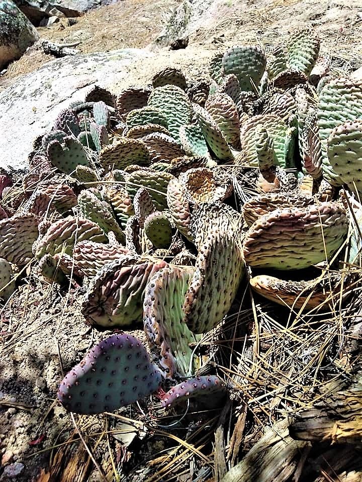 cactus (2).jpg