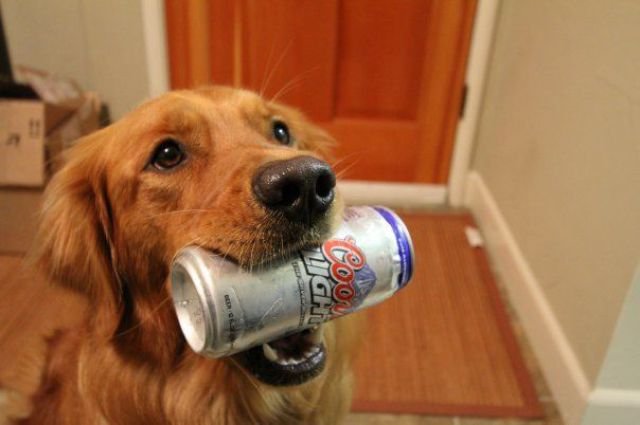 beer-dog.jpg