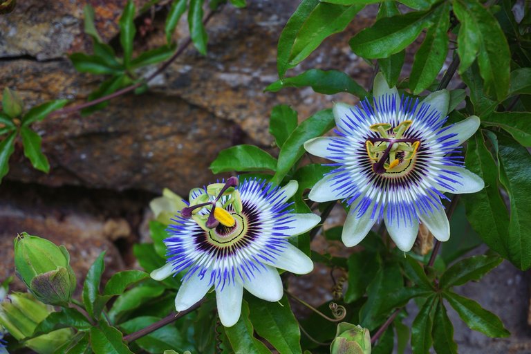 passionflower-1704206_1920.jpg