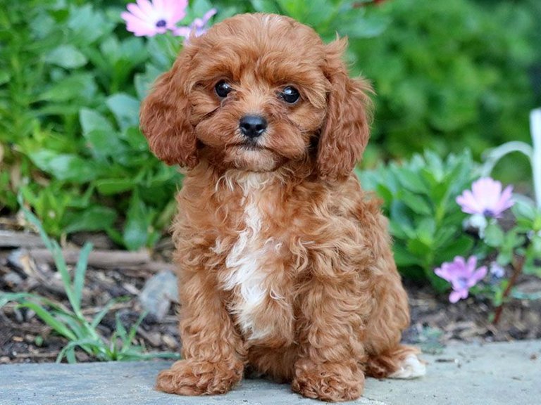 cavapoo-1.jpg