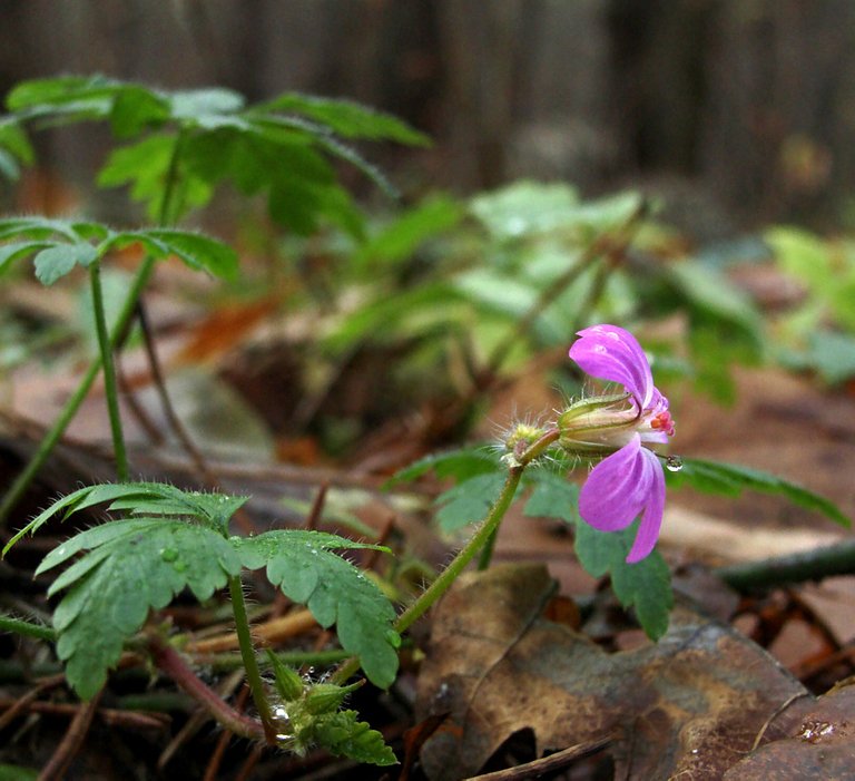 solitary-flower-01-by-photo-deja-vu.JPG