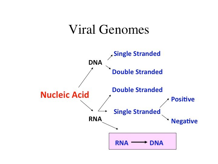 genome.jpg