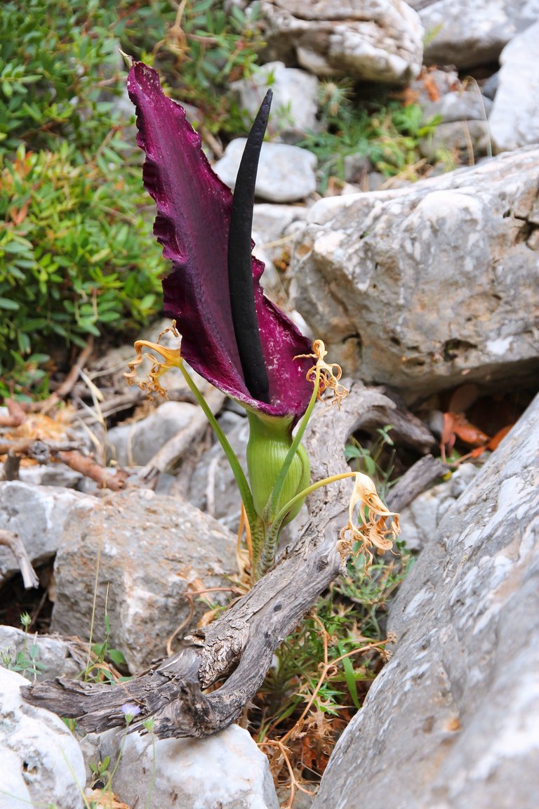 044_Dracunculus_vulgaris_at_Akrotiri_peninsula,_Crete,_Greece.jpg