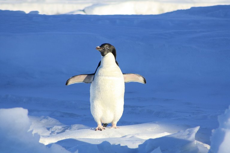 penguin-56101_1280.jpg