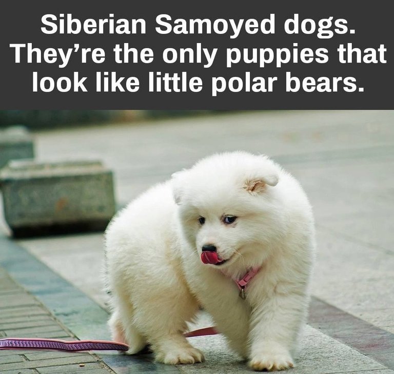 SIBERIAN SMOYED DOGS CUTE LOOKS LIKE A BABY BEAR.jpg