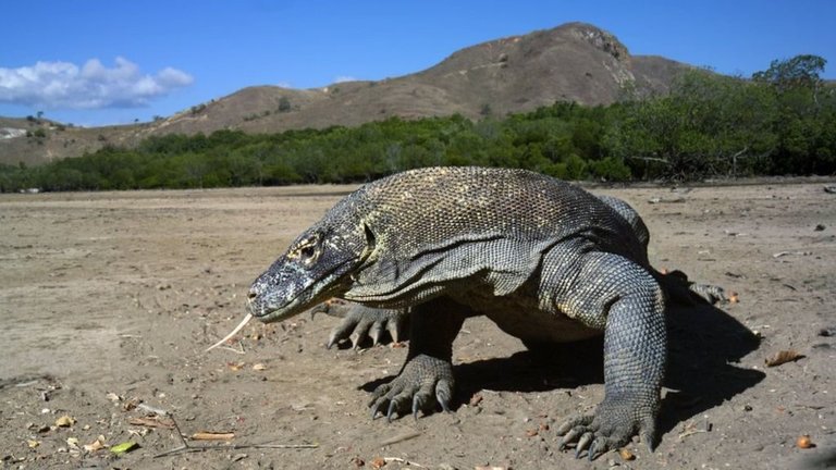 95583450_komodo_dragon-spl-1024x576.jpg