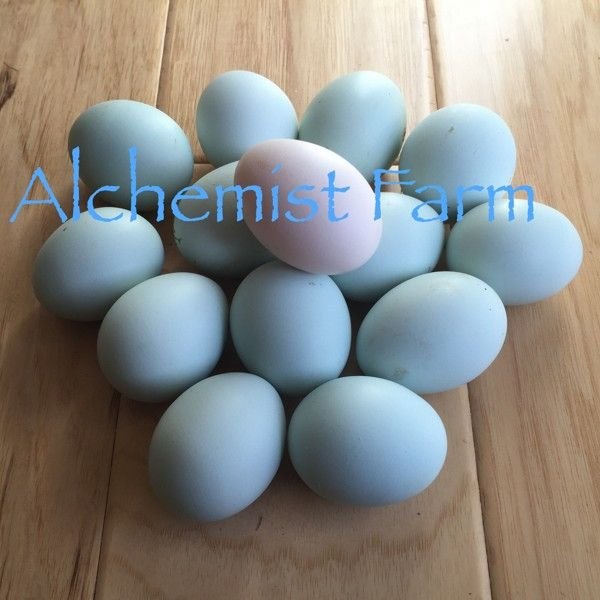 blue eggs a.jpeg