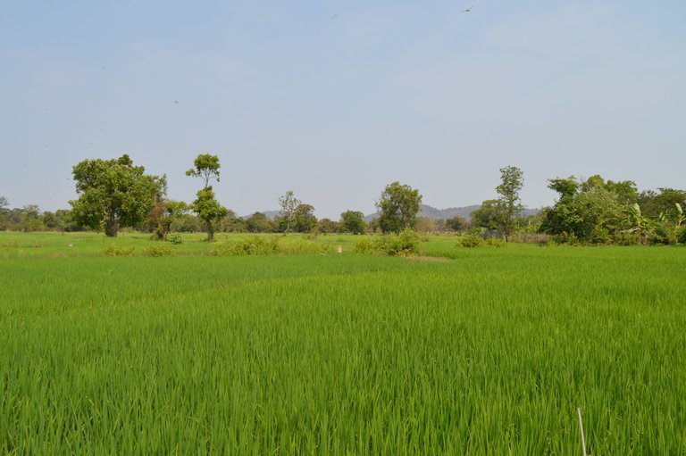 DSC_0130.JPG