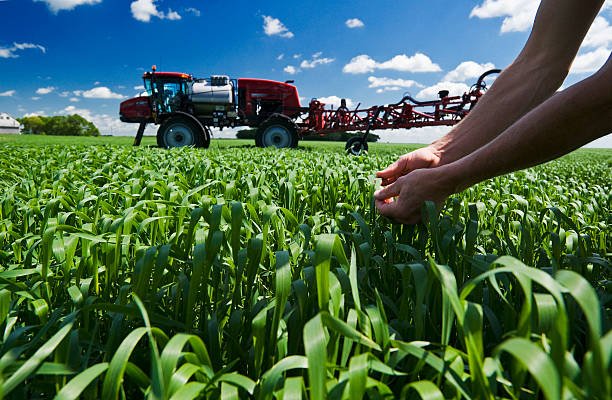 a-man-scouts-a-wheat-field-with-a-high-clearance-sprayer-for-waits-picture-id452399283.jpg