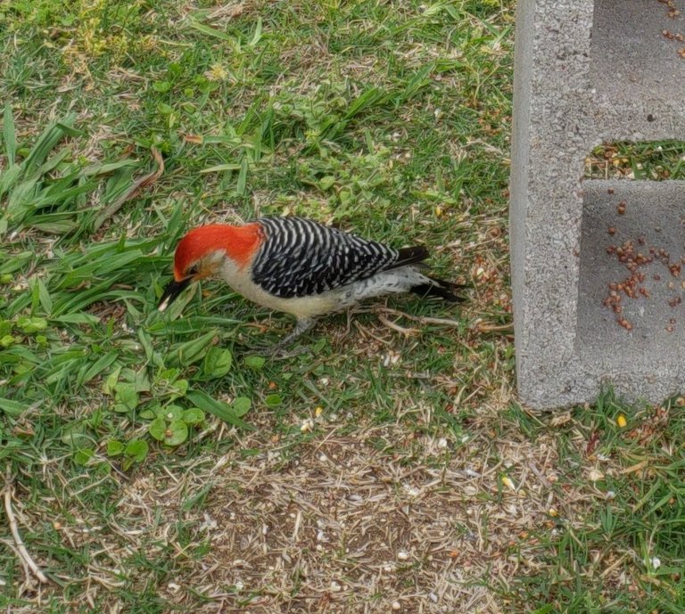 birds_76_red bellied_woodpecker_Melanerpes_carolinus.jpg