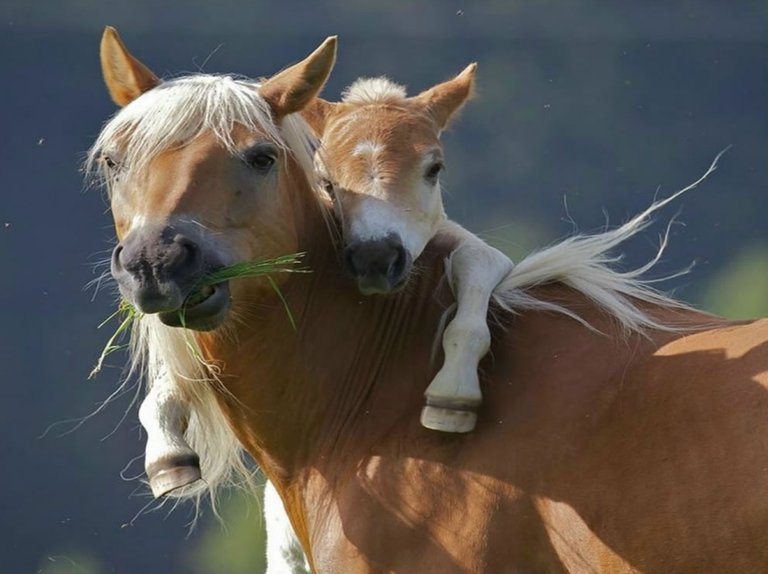 Give-your-mom-a-hug-pony-wants-piggyback-ride-from-mom.jpg