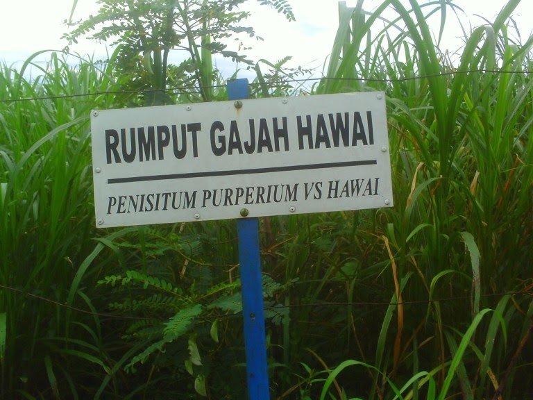 Pakan-Ternak-rumput-gajah.jpg