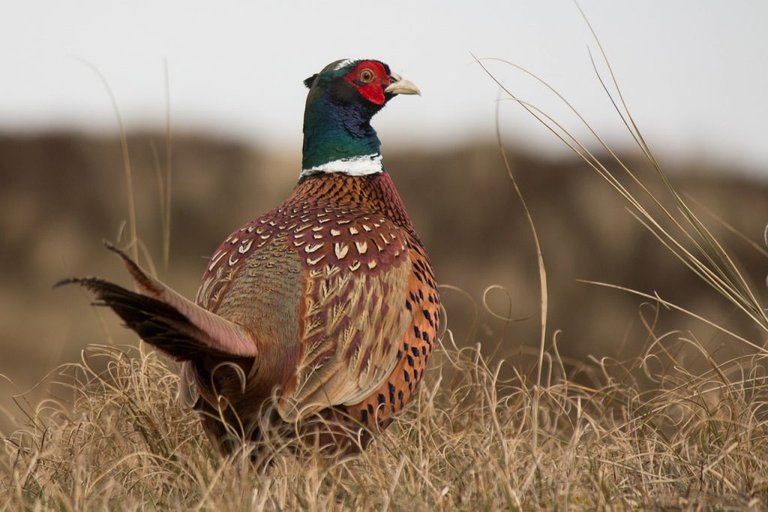 pheasantful2.jpg