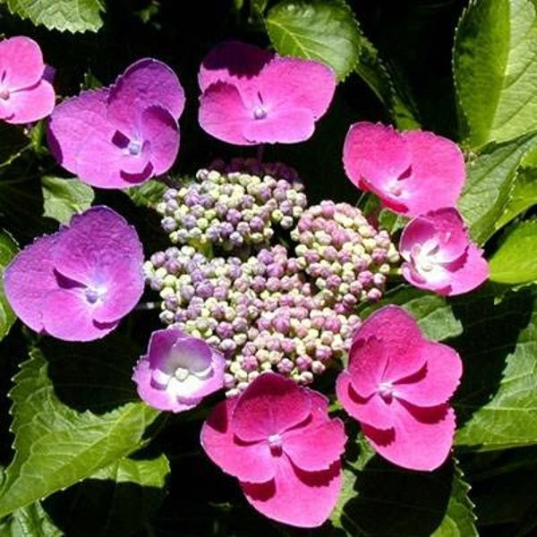 taube-hydrangea-pink-flowers-.jpg