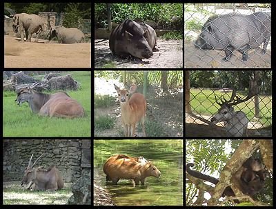 400px-Mamiferos_Zoologico_de_Caricuao_Caracas_-_Venezuela.jpg