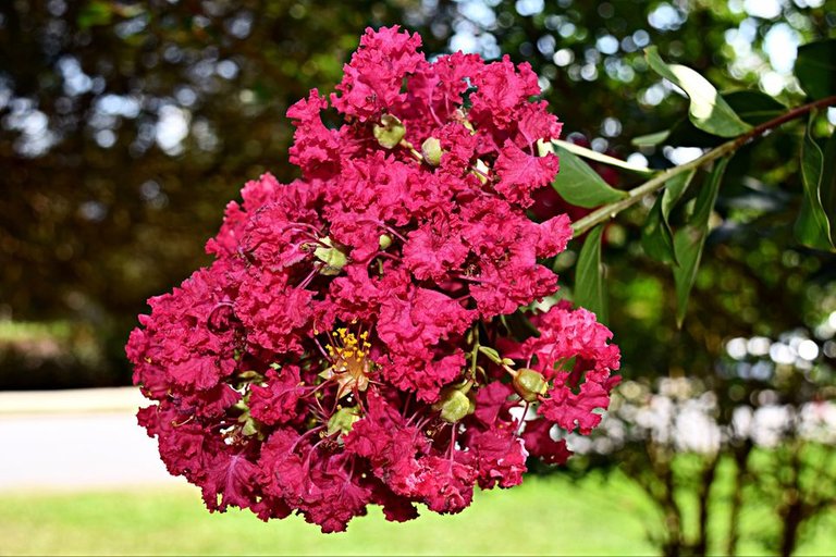 crape-myrtle-deep-pink-big-59888d71aad52b0010e454d8.jpg