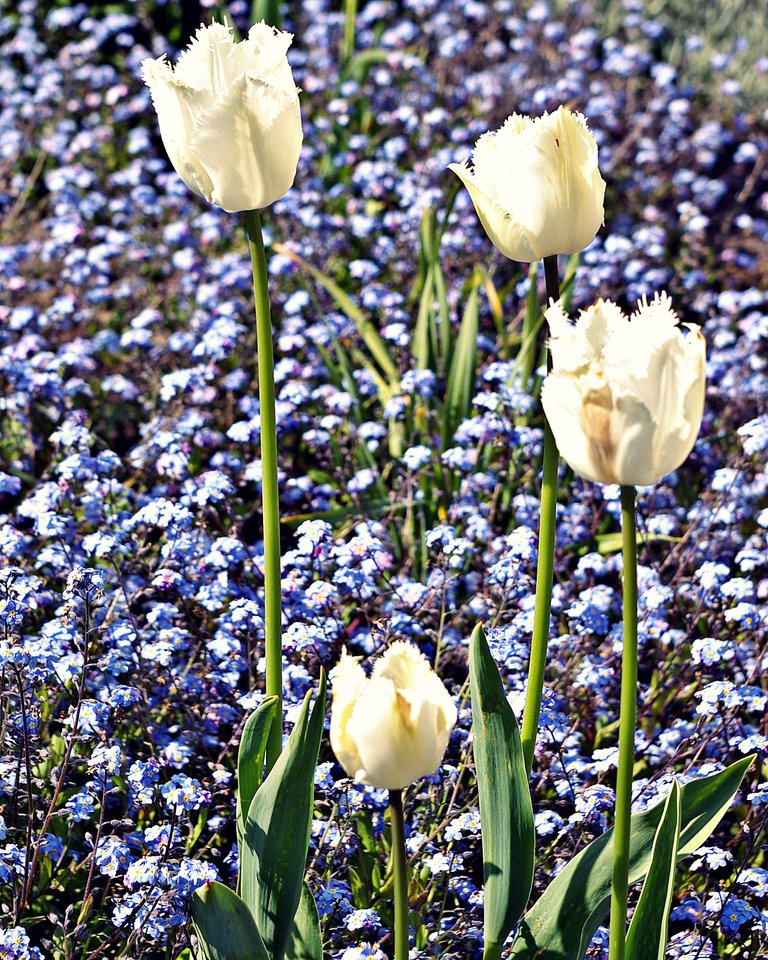 Spring_Tulips_6313.JPG