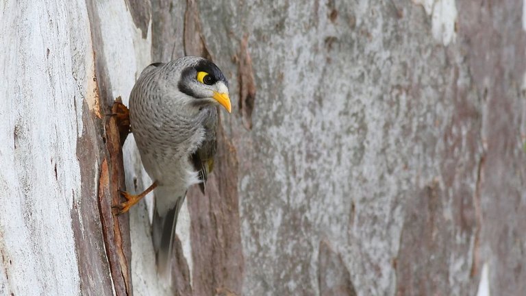 Noisy Miner 5.jpg