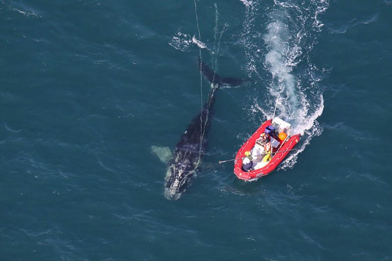 Amazing Pic The Desperate Fight to Save the Right Whale from Dying Off.jpg