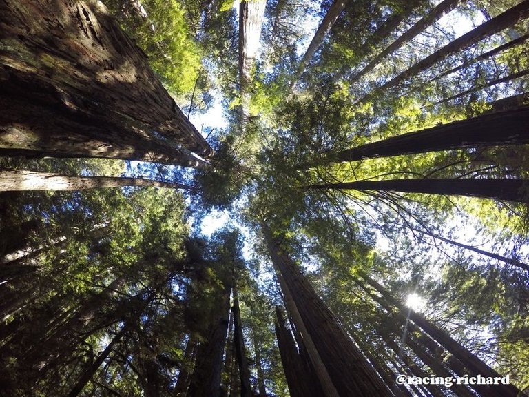 Redwoods_Steemit.jpg