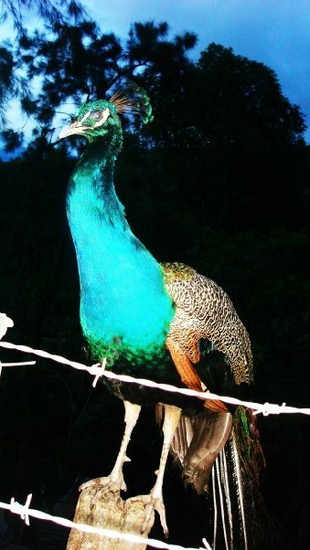 tachira pavo.jpg