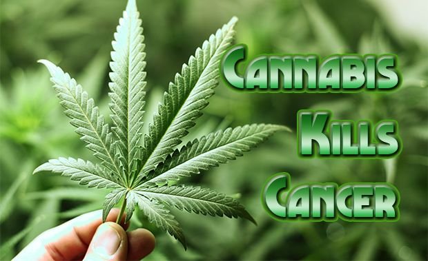 cannabis-kills-cancer-article.jpg