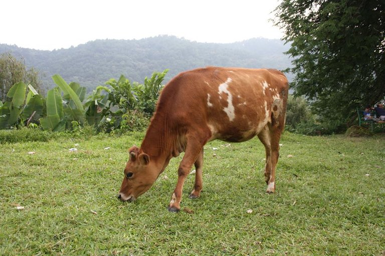 nepalese cow.jpg